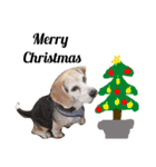 クリスマスお正月ワンこの挨拶（個別スタンプ：10）