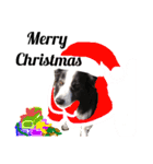 クリスマスお正月ワンこの挨拶（個別スタンプ：14）