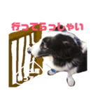 クリスマスお正月ワンこの挨拶（個別スタンプ：17）