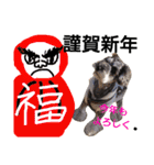 クリスマスお正月ワンこの挨拶（個別スタンプ：31）