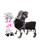 クリスマスお正月ワンこの挨拶（個別スタンプ：33）