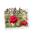 薔薇の切手風スタンプ（個別スタンプ：1）