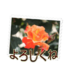 薔薇の切手風スタンプ（個別スタンプ：4）