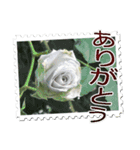 薔薇の切手風スタンプ（個別スタンプ：5）
