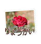 薔薇の切手風スタンプ（個別スタンプ：8）