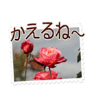 薔薇の切手風スタンプ（個別スタンプ：16）