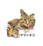 にゃんこ cat（個別スタンプ：2）