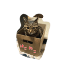にゃんこ cat（個別スタンプ：4）
