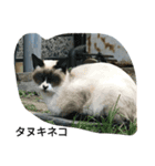 にゃんこ cat（個別スタンプ：6）