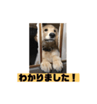 我が家のオカラ（個別スタンプ：3）