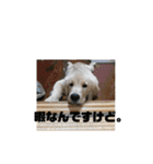我が家のオカラ（個別スタンプ：5）