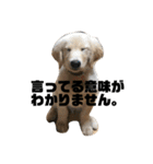 我が家のオカラ（個別スタンプ：8）