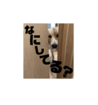 我が家のオカラ（個別スタンプ：10）