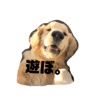 我が家のオカラ（個別スタンプ：13）