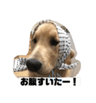 我が家のオカラ（個別スタンプ：16）