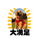 我が家のオカラ（個別スタンプ：23）