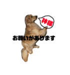我が家のオカラ（個別スタンプ：24）