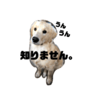我が家のオカラ（個別スタンプ：31）