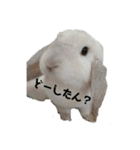 うさぎより！（個別スタンプ：2）