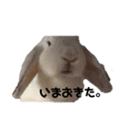 うさぎより！（個別スタンプ：3）