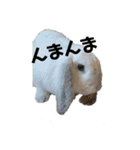 うさぎより！（個別スタンプ：7）