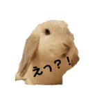 うさぎより！（個別スタンプ：8）