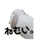 うさぎより！（個別スタンプ：9）