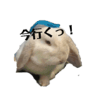 うさぎより！（個別スタンプ：11）