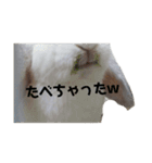うさぎより！（個別スタンプ：12）