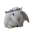 うさぎより！（個別スタンプ：13）
