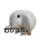 うさぎより！（個別スタンプ：15）