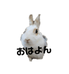 うさぎより！（個別スタンプ：25）