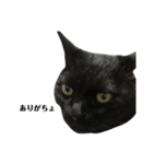 さらっと返すくろねこ（個別スタンプ：1）