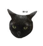 さらっと返すくろねこ（個別スタンプ：2）