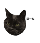 さらっと返すくろねこ（個別スタンプ：3）