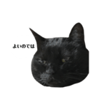 さらっと返すくろねこ（個別スタンプ：5）