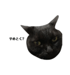 さらっと返すくろねこ（個別スタンプ：6）