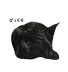 さらっと返すくろねこ（個別スタンプ：10）