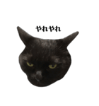 さらっと返すくろねこ（個別スタンプ：11）