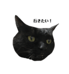 さらっと返すくろねこ（個別スタンプ：12）