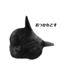 さらっと返すくろねこ（個別スタンプ：13）