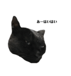 さらっと返すくろねこ（個別スタンプ：15）