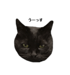 さらっと返すくろねこ（個別スタンプ：17）