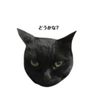 さらっと返すくろねこ（個別スタンプ：18）