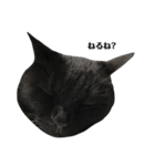 さらっと返すくろねこ（個別スタンプ：19）