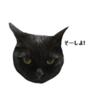 さらっと返すくろねこ（個別スタンプ：20）