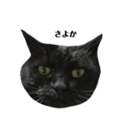 さらっと返すくろねこ（個別スタンプ：21）