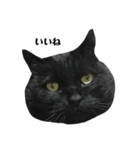 さらっと返すくろねこ（個別スタンプ：22）