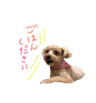マルプーのお返事♡（個別スタンプ：5）