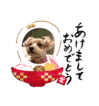 マルプーのお返事♡（個別スタンプ：6）